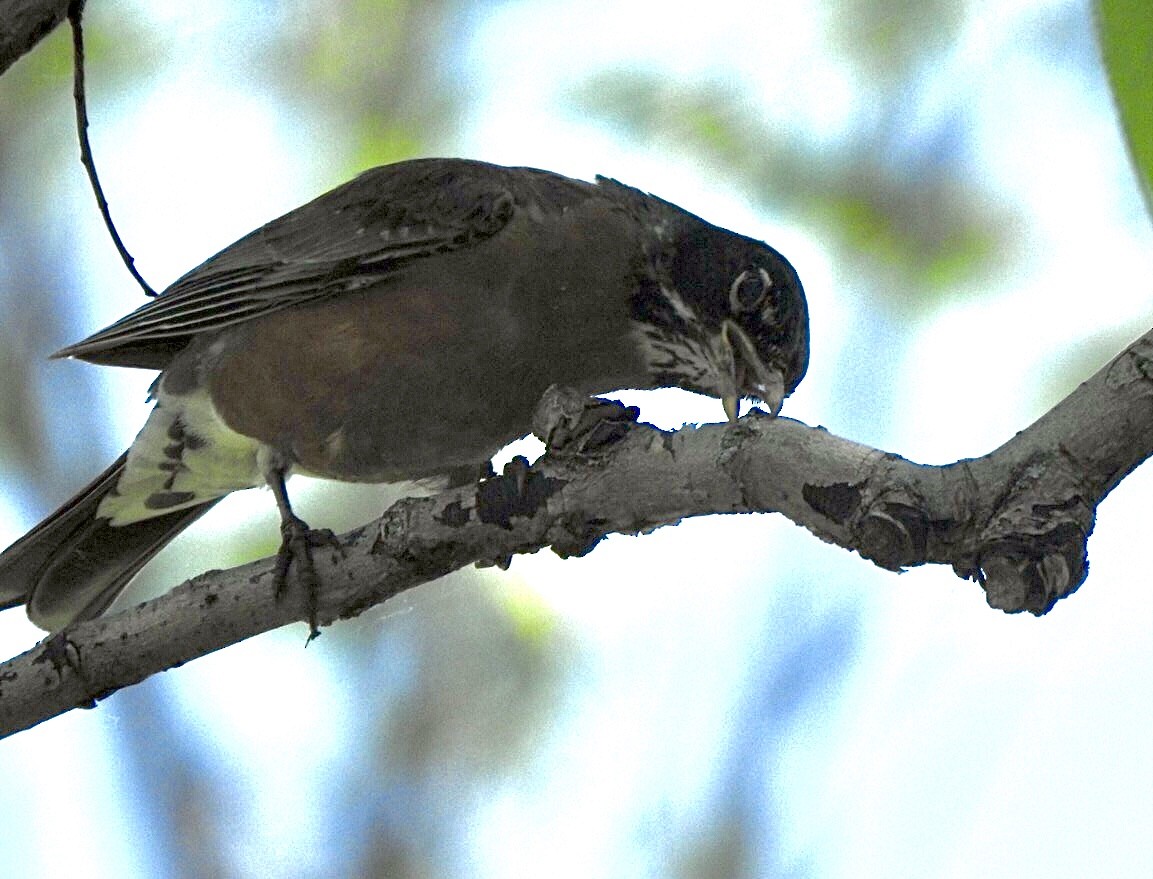 American Robin - ML579193941