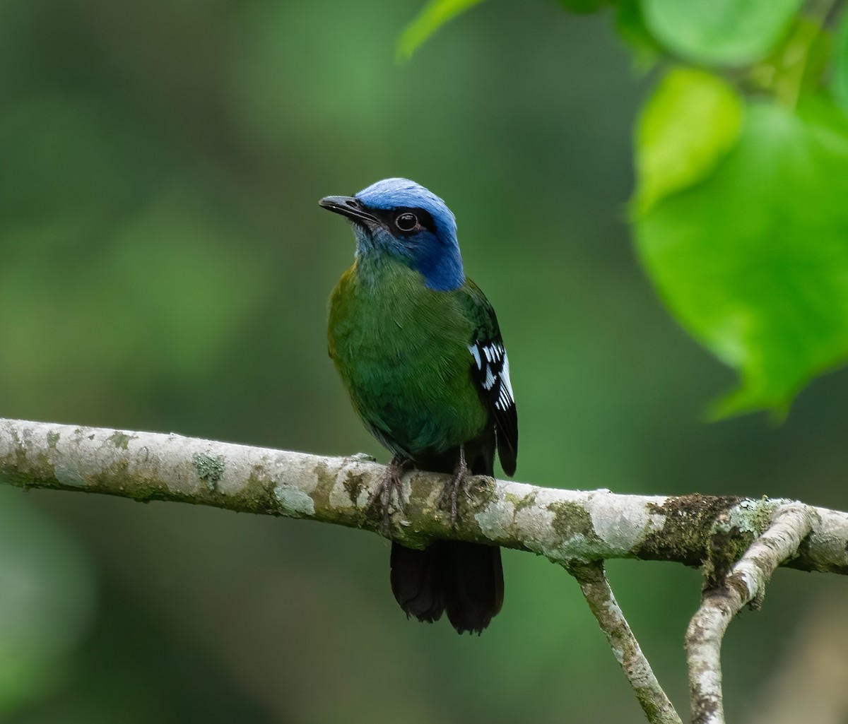 Green Cochoa - ML579194031