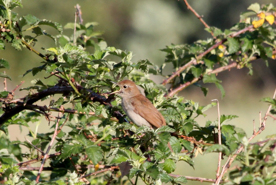 Common Nightingale - Mario Alonso