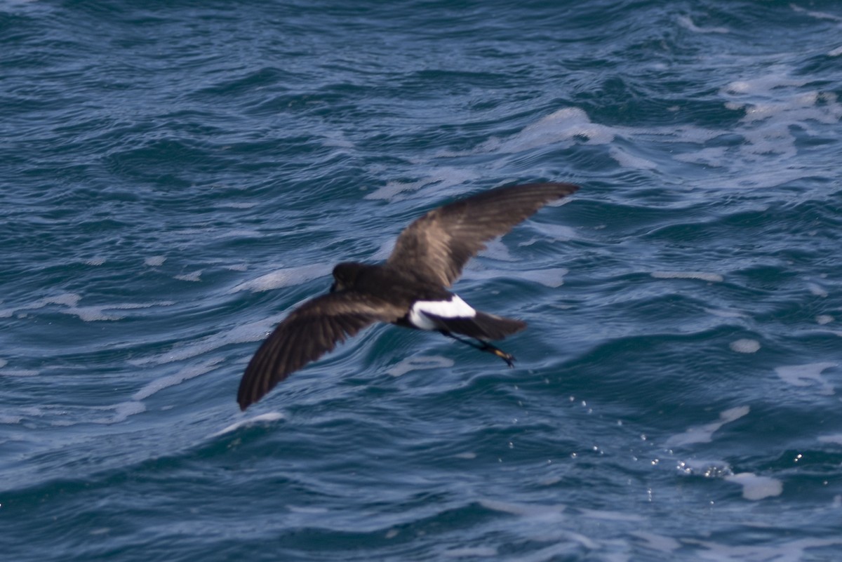 Wilson's Storm-Petrel - Eliot VanOtteren