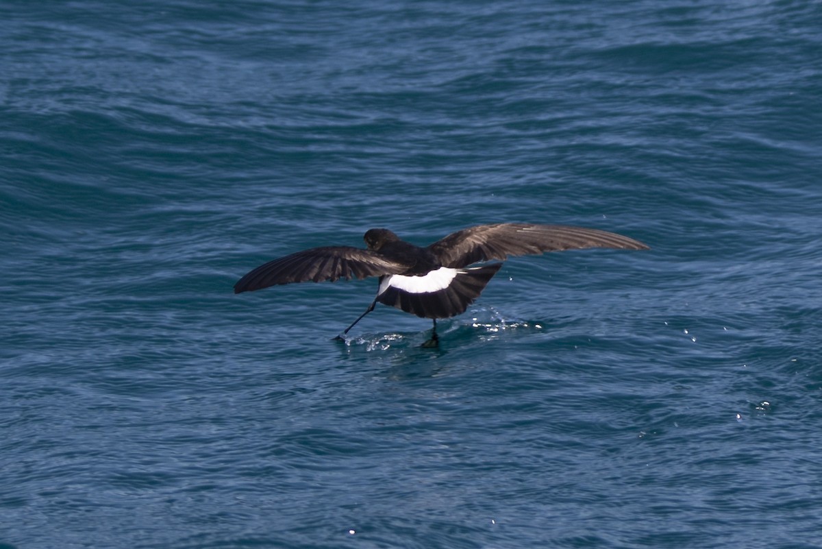 Wilson's Storm-Petrel - ML579195351