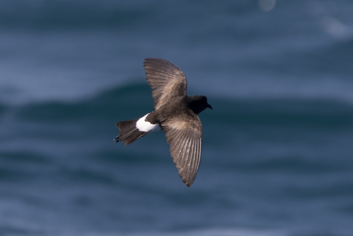 Wilson's Storm-Petrel - Eliot VanOtteren