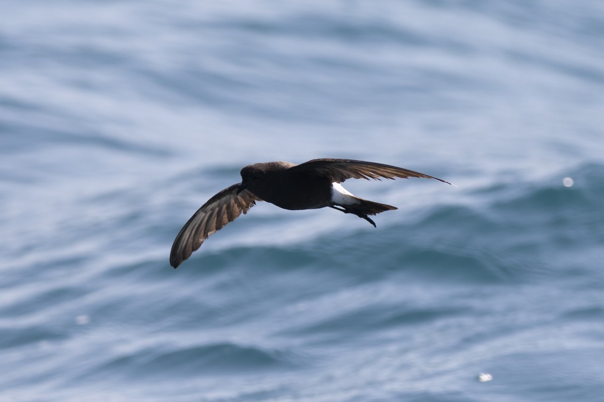 Wilson's Storm-Petrel - ML579195721