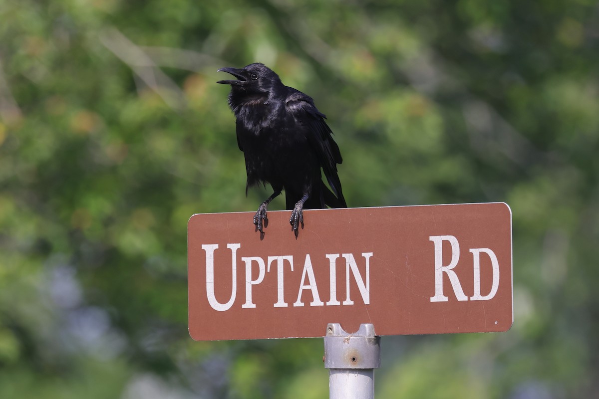 Fish Crow - ML579195921