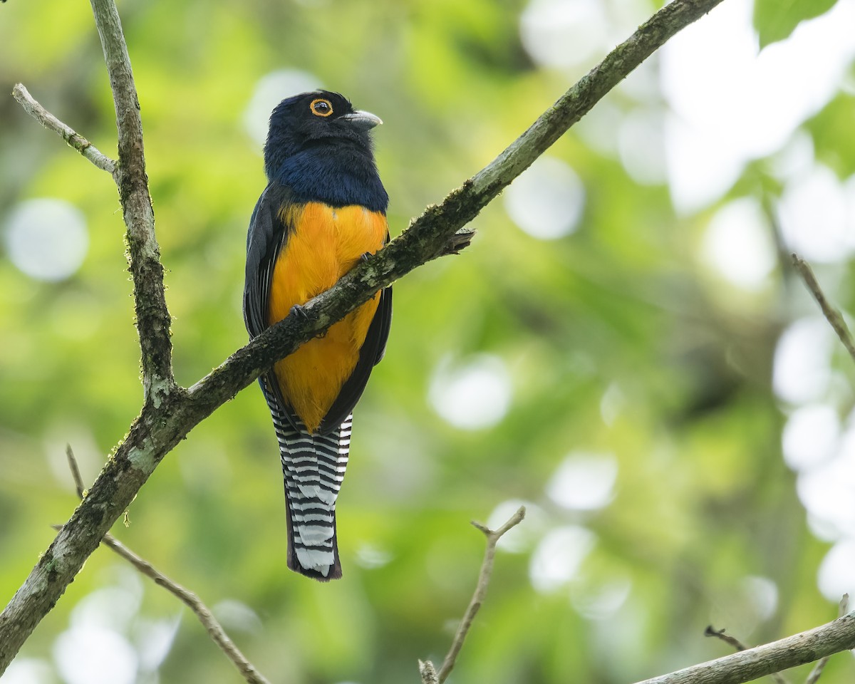 Guianan Trogon - ML579196421