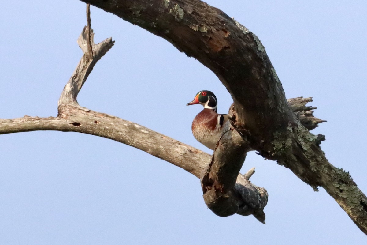 Wood Duck - ML579197501