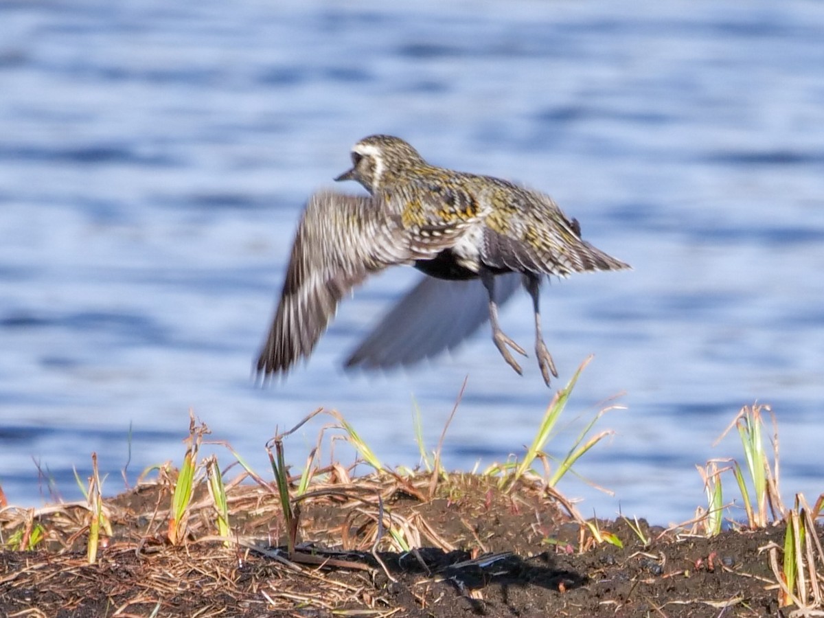 European Golden-Plover - ML579197611