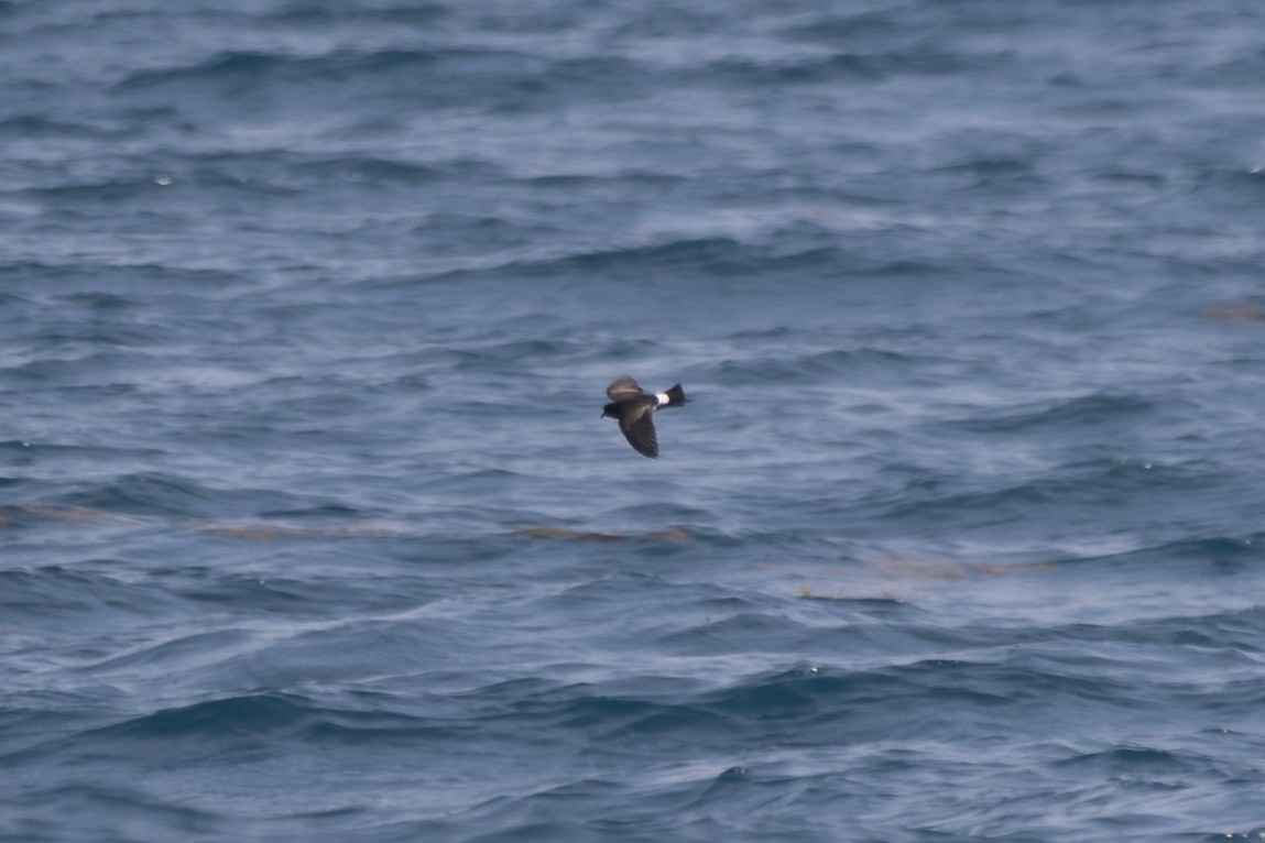 Wilson's Storm-Petrel - ML579198001