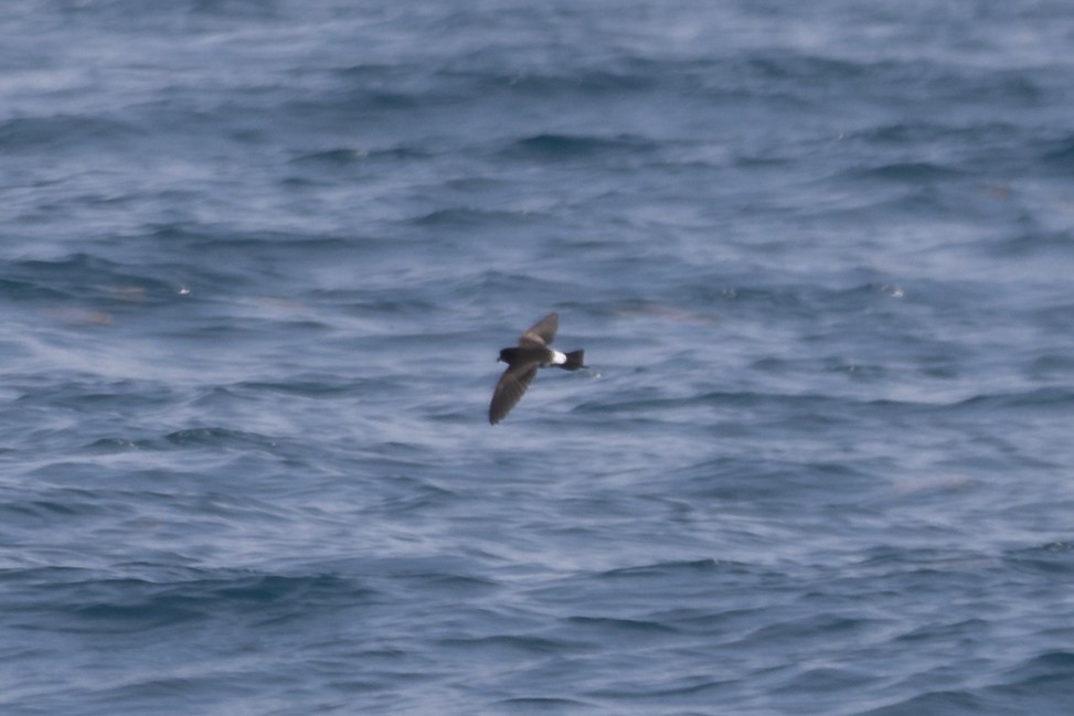 Wilson's Storm-Petrel - ML579198011