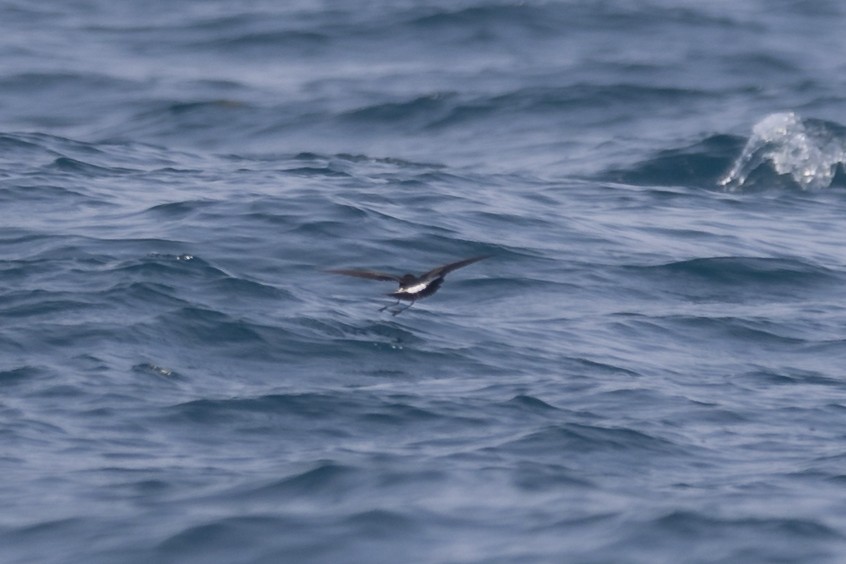 Wilson's Storm-Petrel - ML579198021