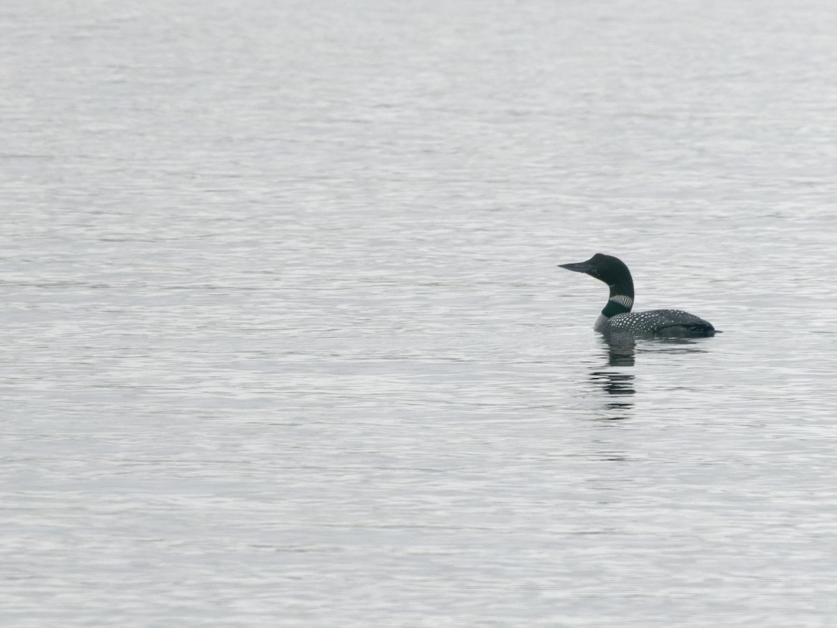 Common Loon - ML579198231