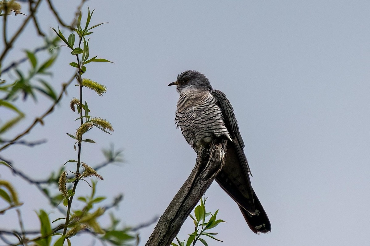 Common Cuckoo - ML579198451