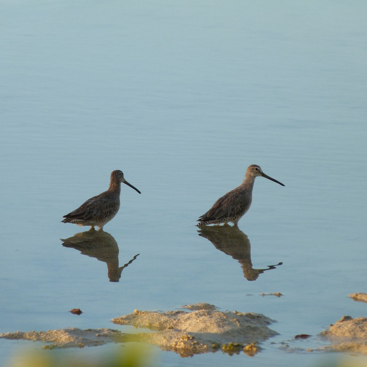 Short-billed Dowitcher - Danielle Bouchard