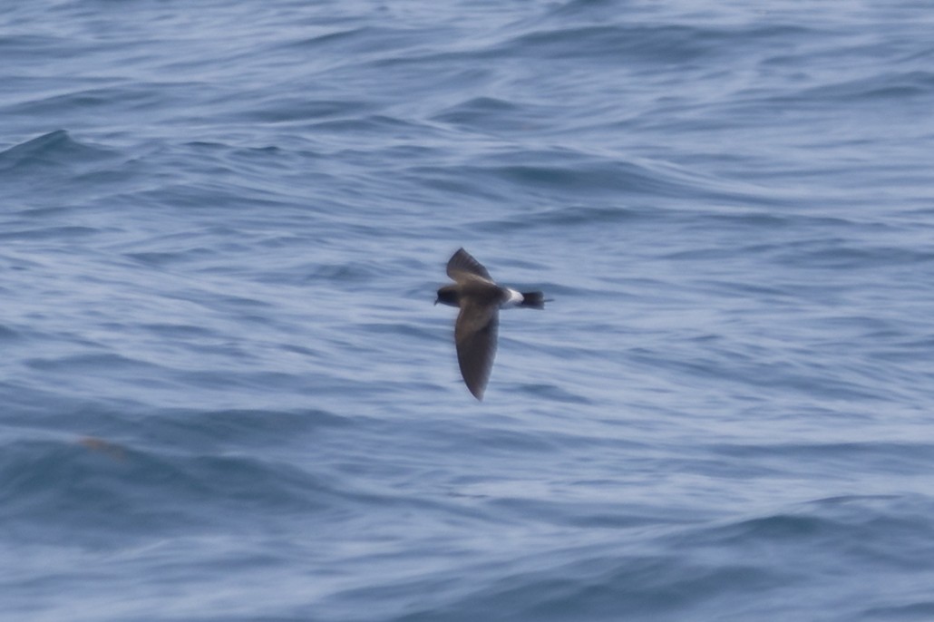 Wilson's Storm-Petrel - Eliot VanOtteren