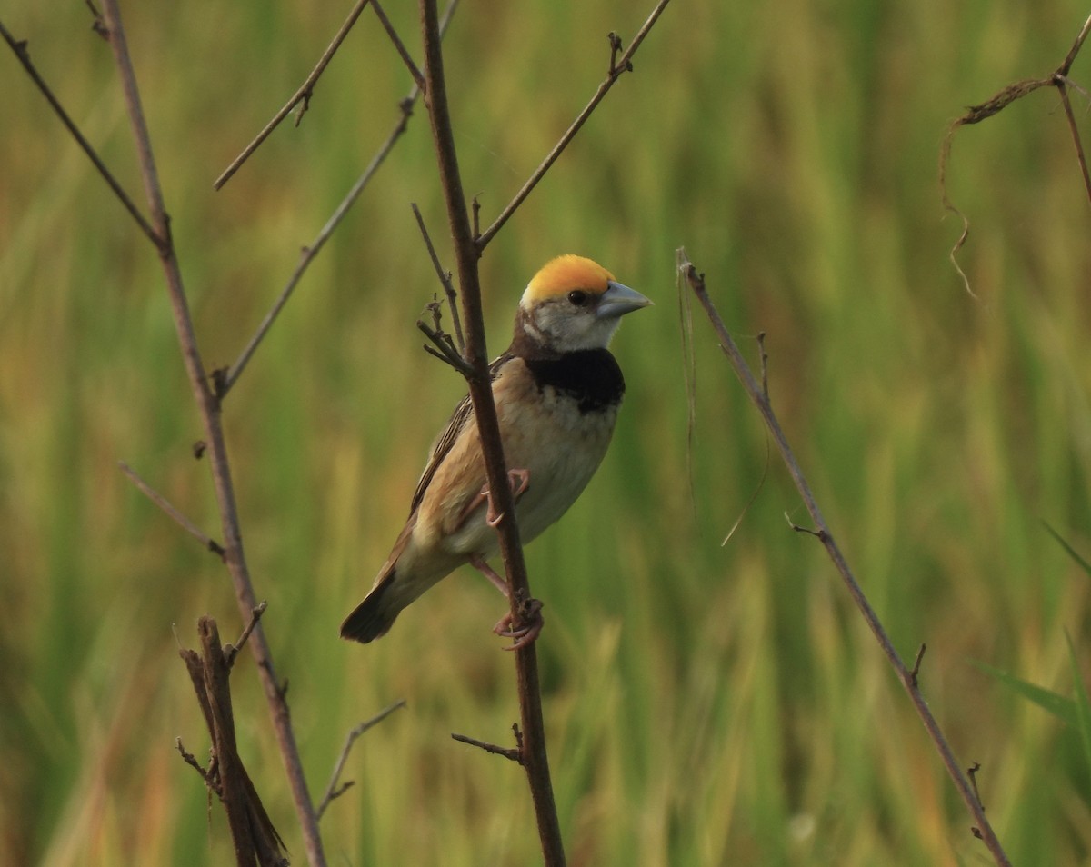 Black-breasted Weaver - ML579199921