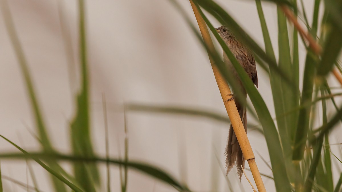Rufous-vented Grass Babbler - ML579200131