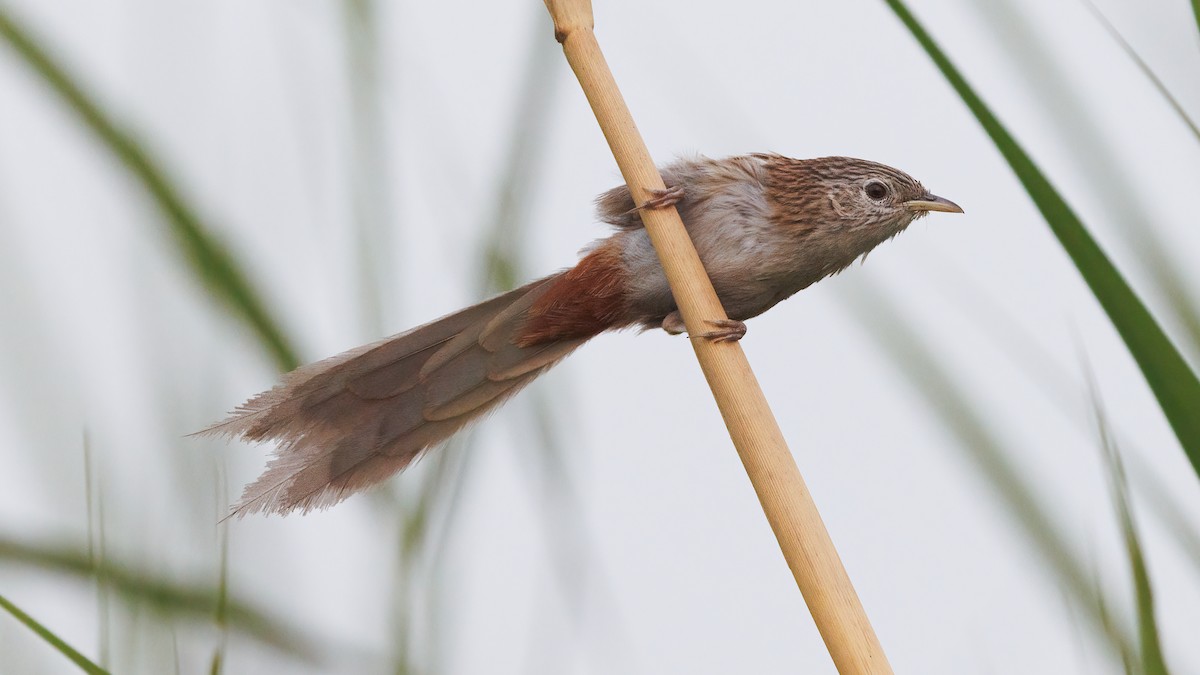 Rufous-vented Grass Babbler - ML579200151