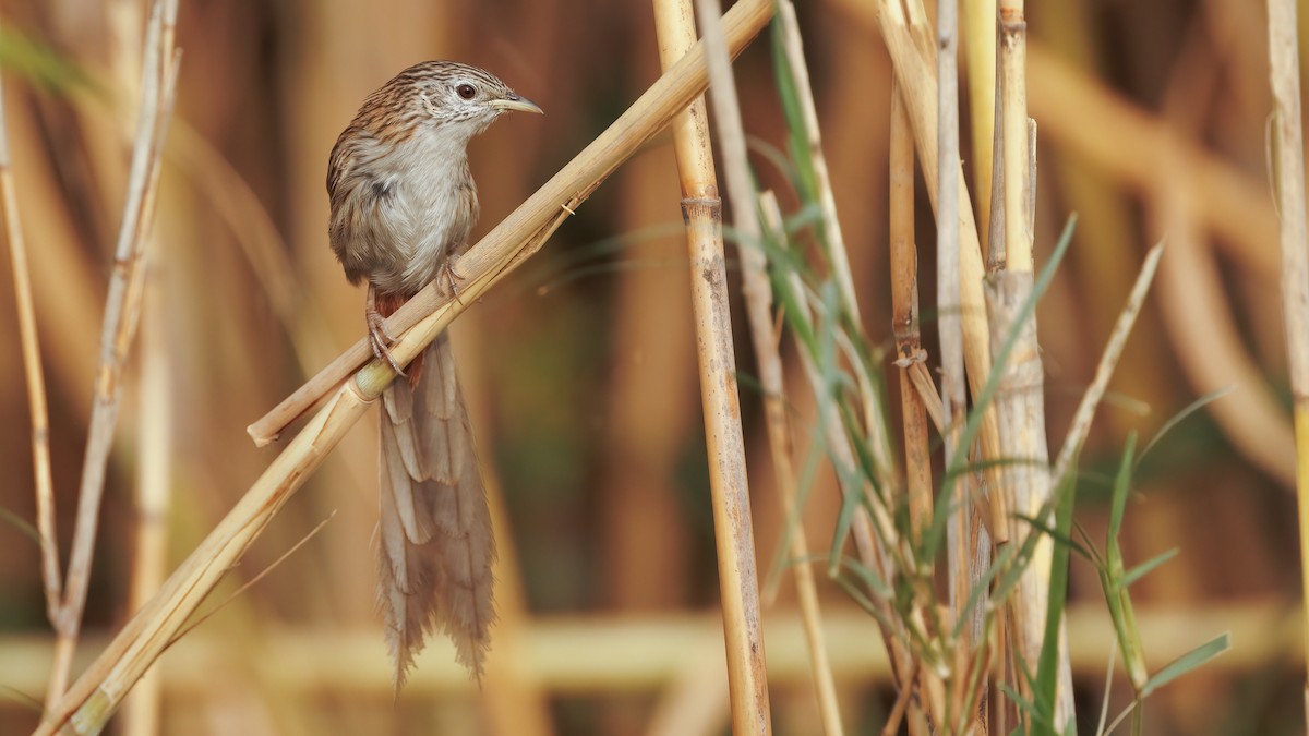 Rufous-vented Grass Babbler - Robert Tizard