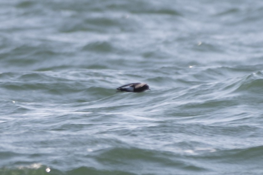 Wilson's Storm-Petrel - ML579200271