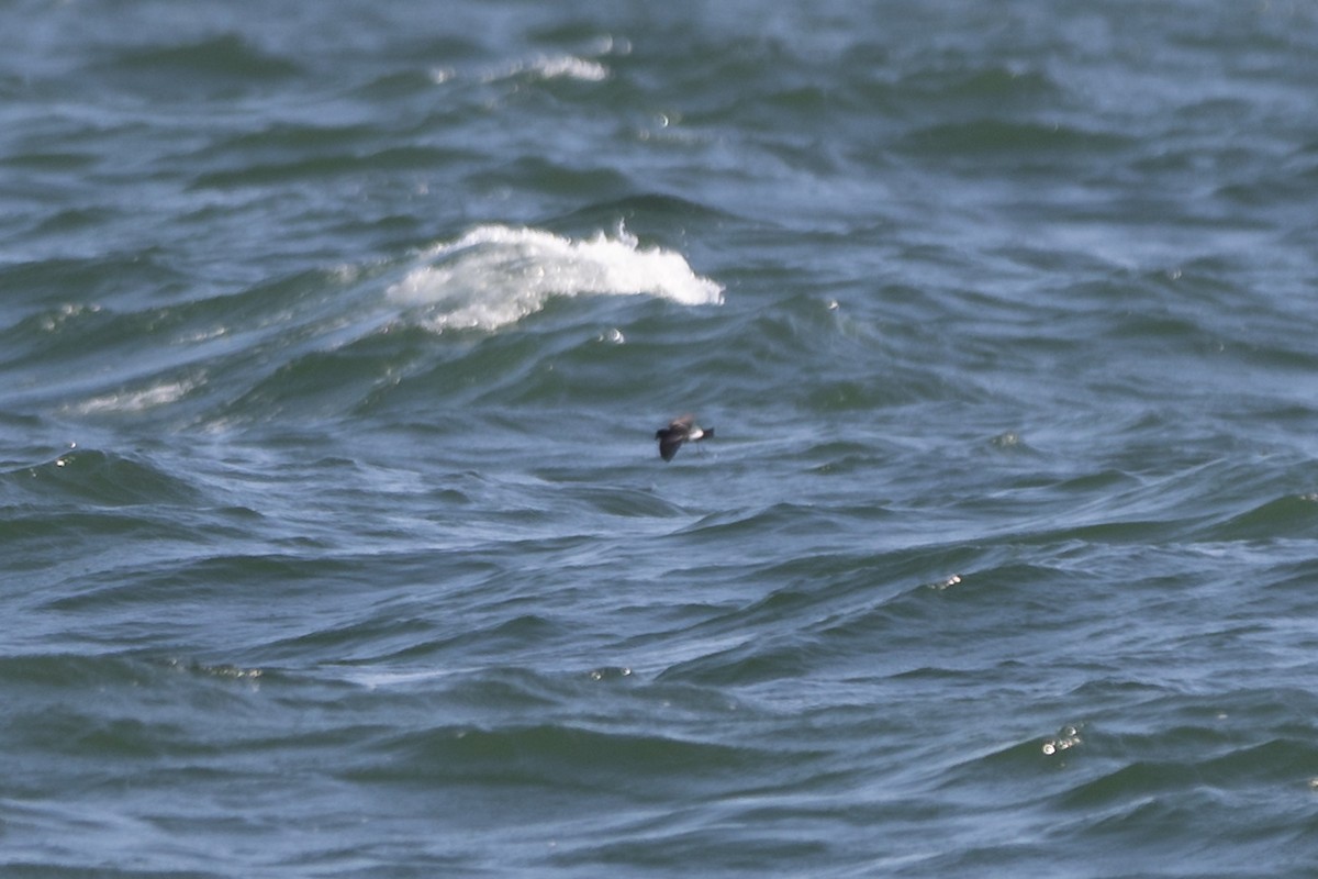 Wilson's Storm-Petrel - ML579200281