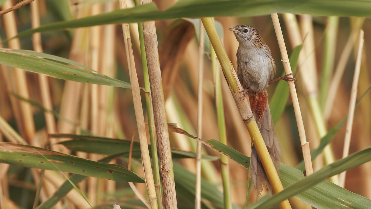 Rufous-vented Grass Babbler - ML579200341