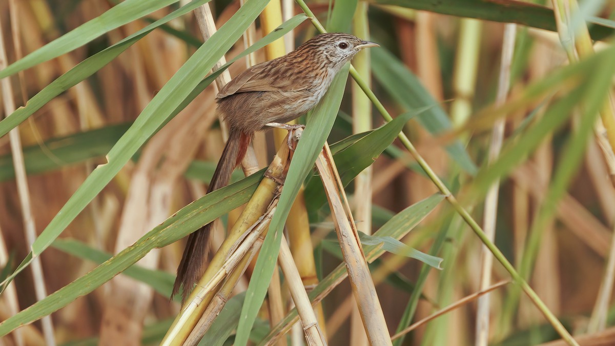 Rufous-vented Grass Babbler - ML579200411