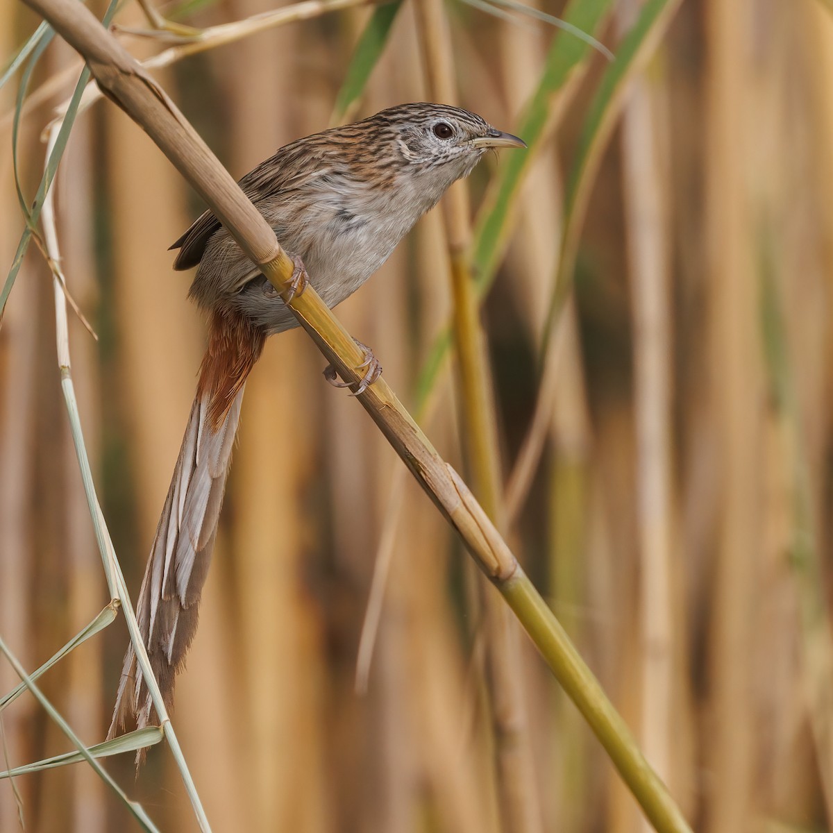 Rufous-vented Grass Babbler - ML579200511