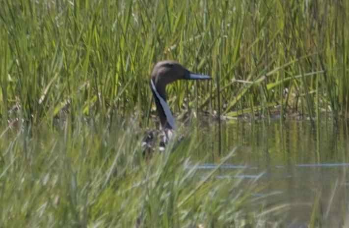 Canard pilet - ML57920071