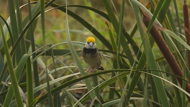 Black-breasted Weaver - ML579201361