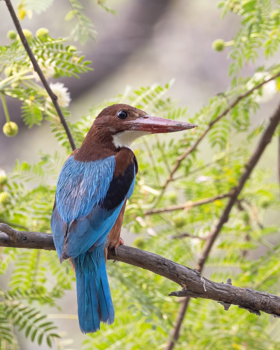 White-throated Kingfisher - ML579201511