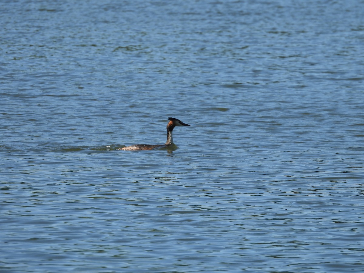 Great Crested Grebe - ML579202031