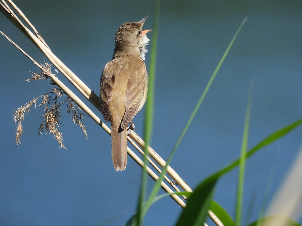 Great Reed Warbler - ML579202131