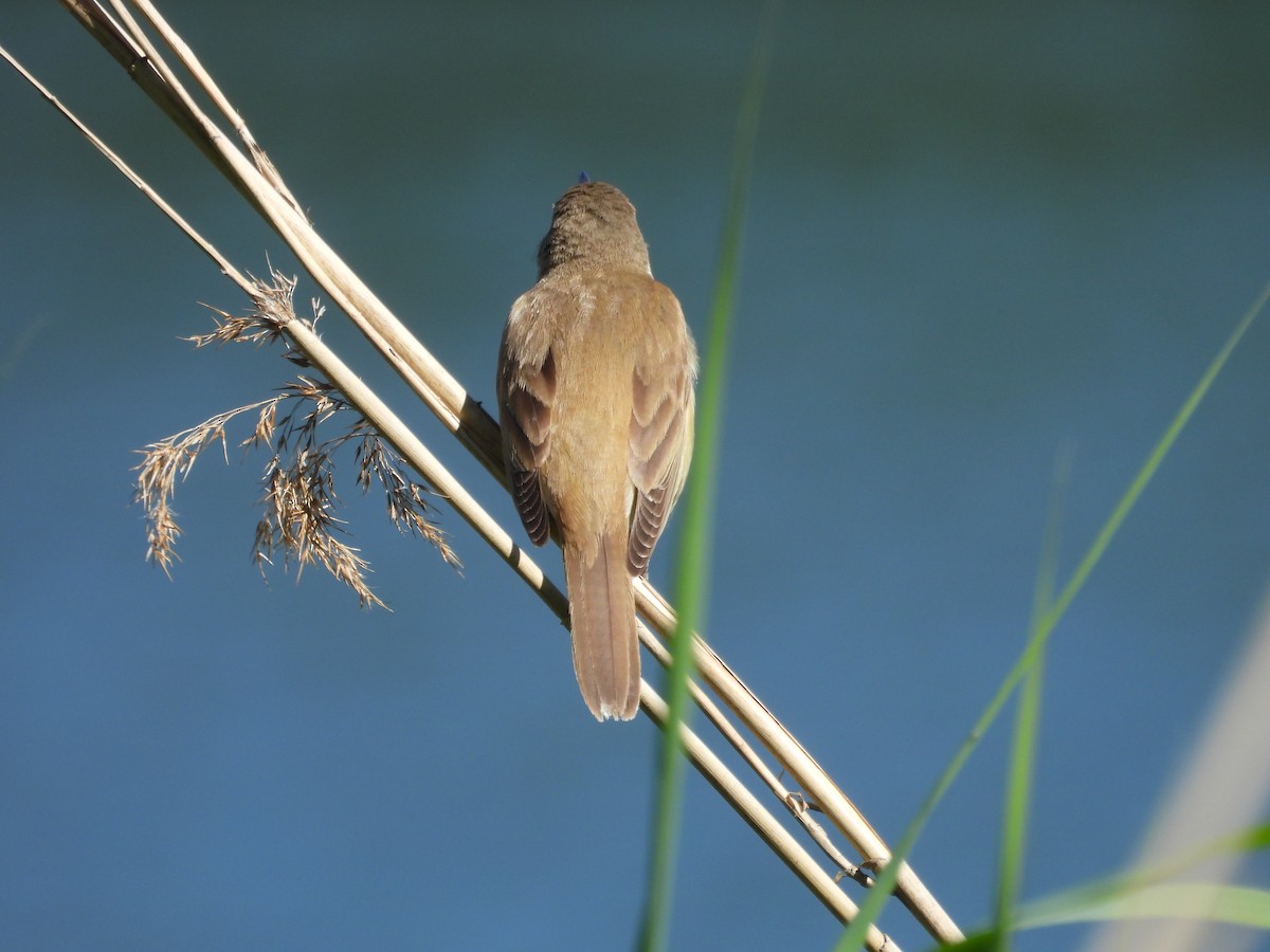 Great Reed Warbler - ML579202141