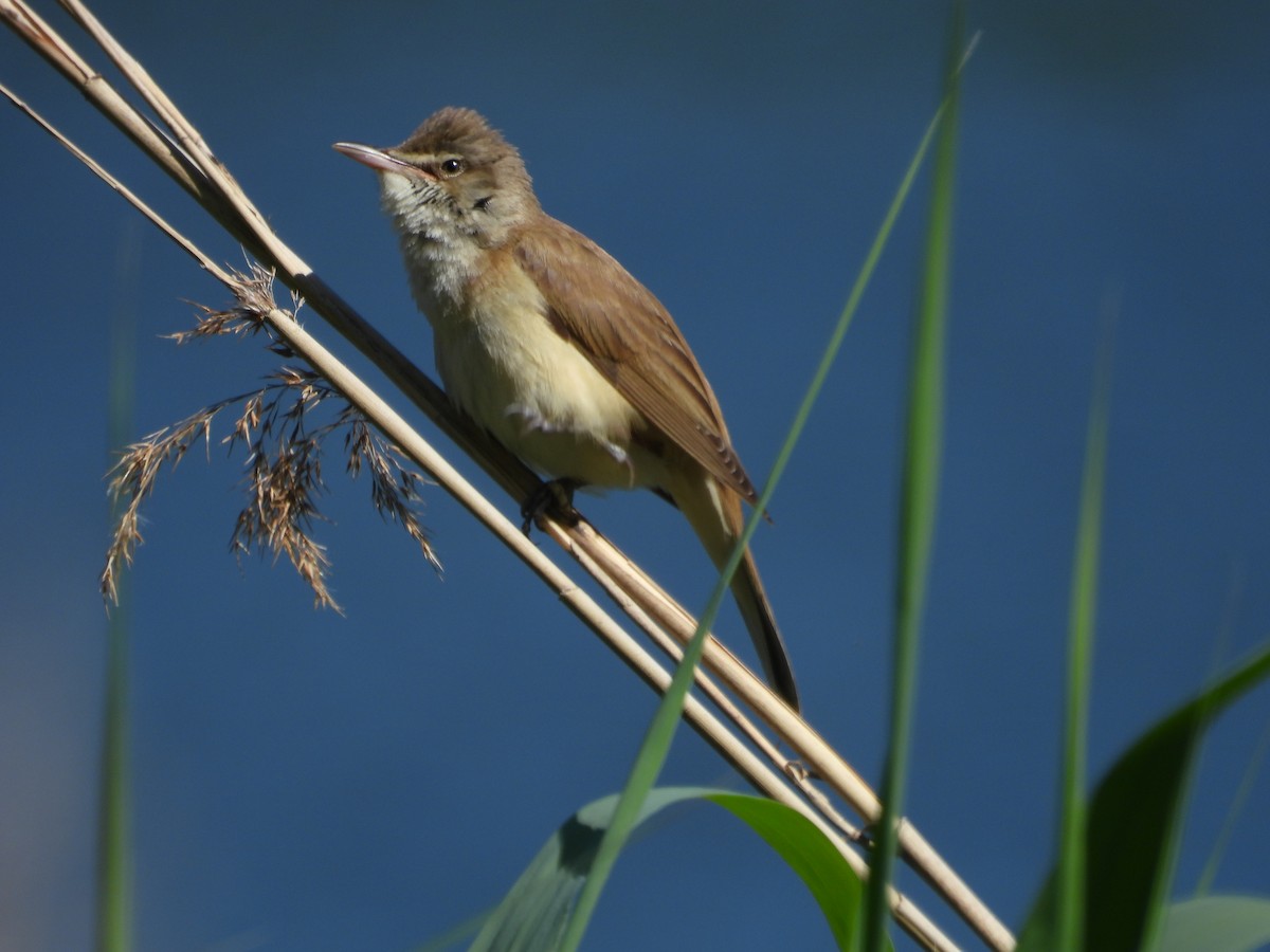 Great Reed Warbler - ML579202161