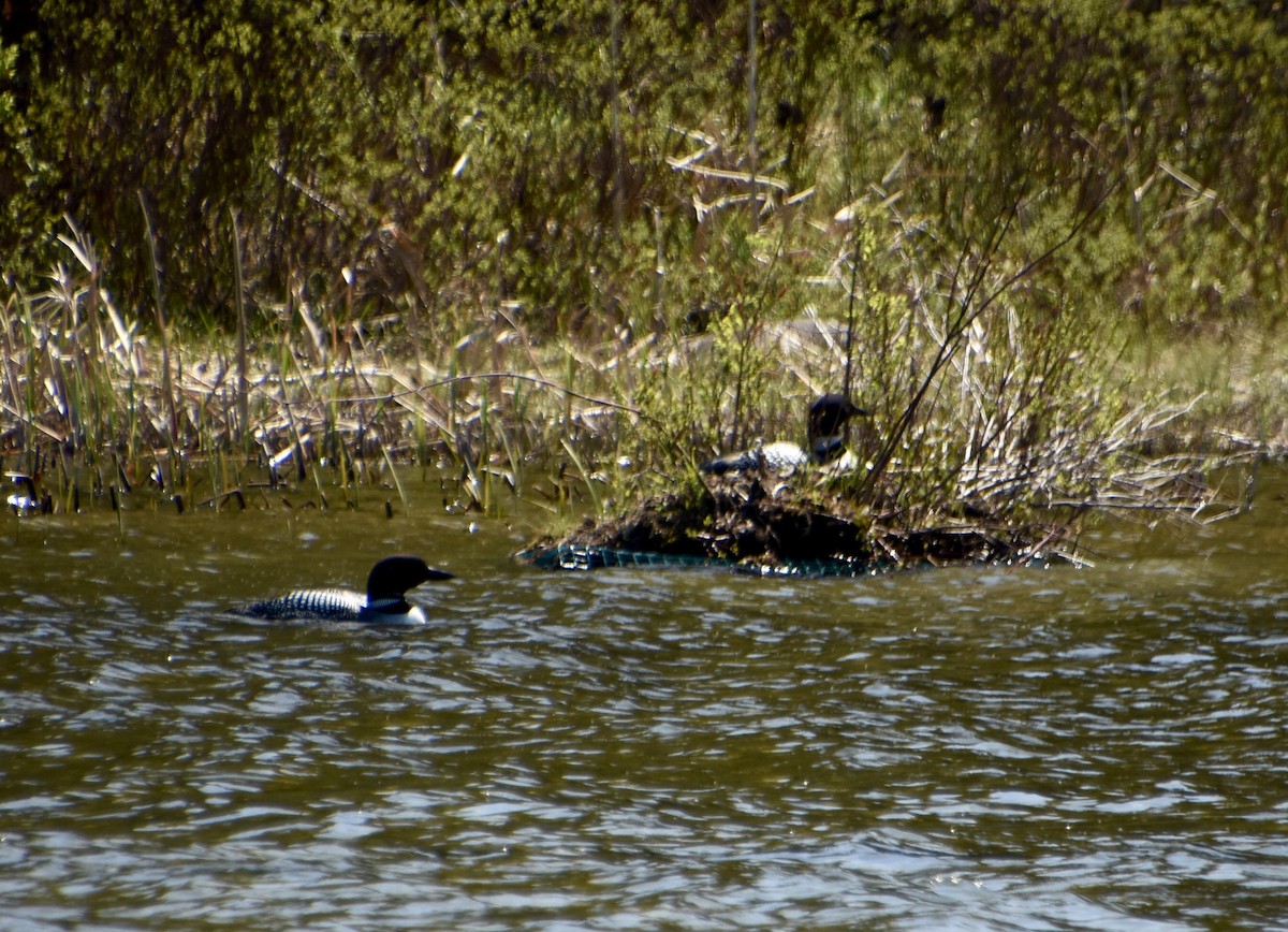 Common Loon - ML579202861