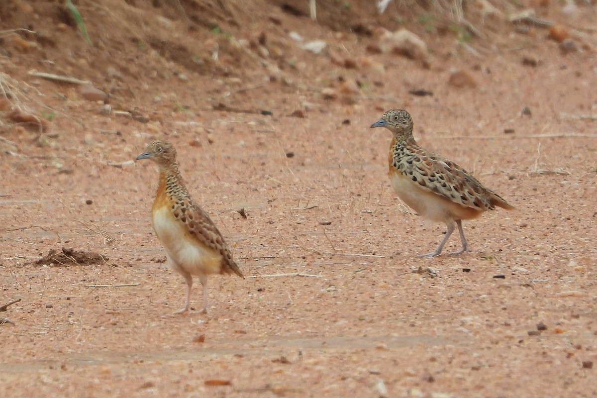 Small Buttonquail - ML579202881