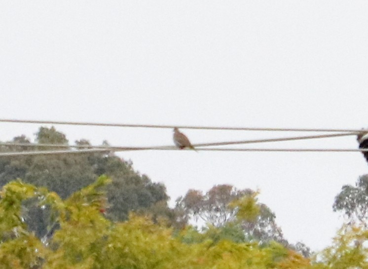 White-winged Dove - ML579204601