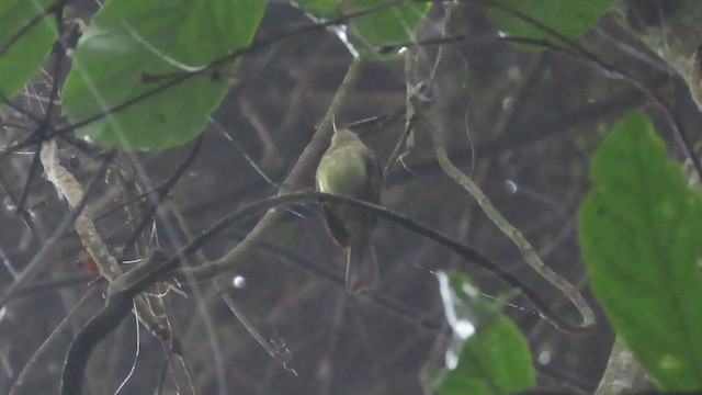 Euler's Flycatcher - ML579205211