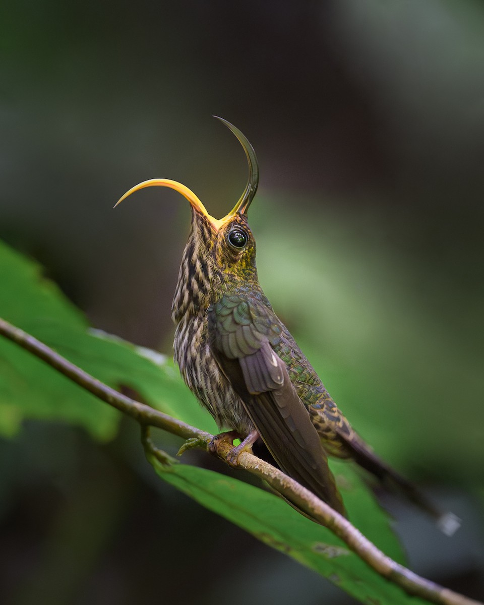 White-tipped Sicklebill - Pablo Ortega