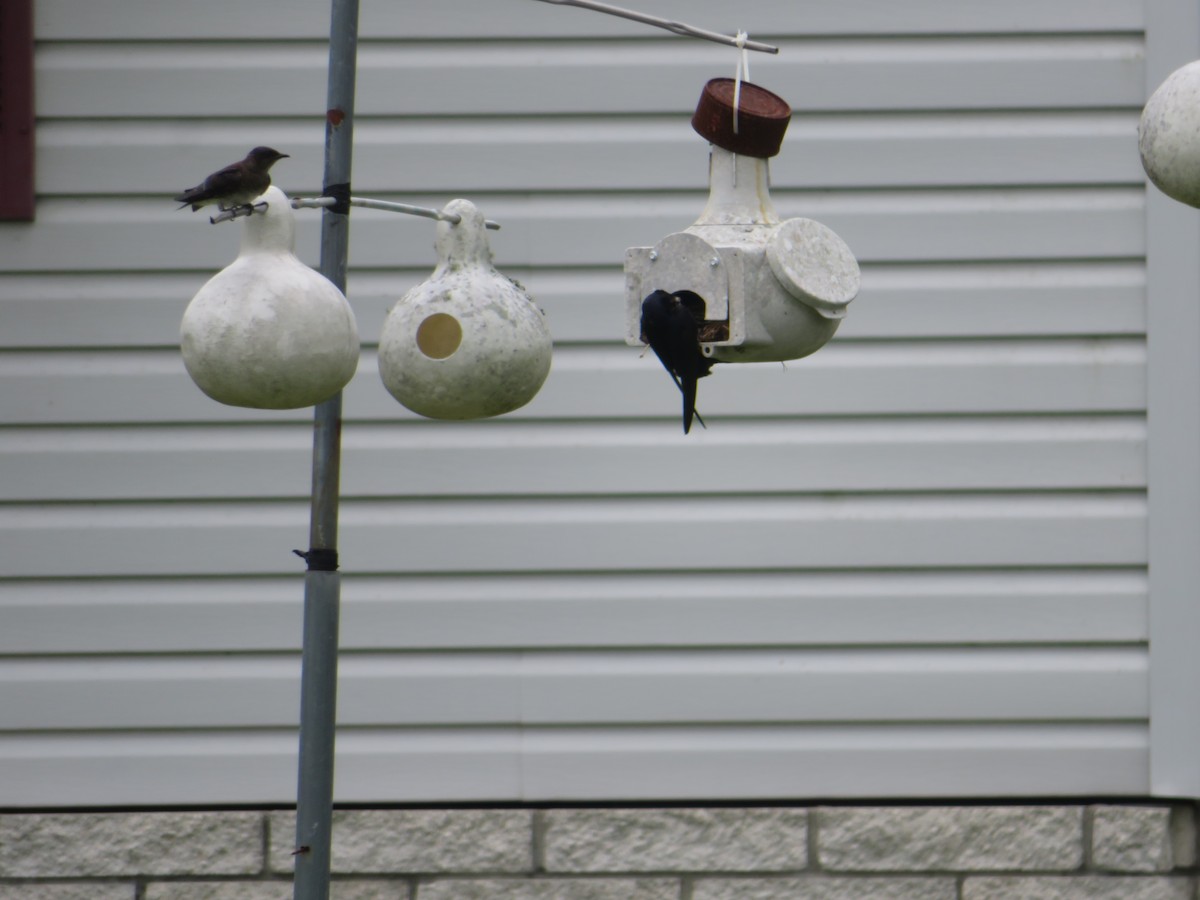 Purple Martin - ML579205581