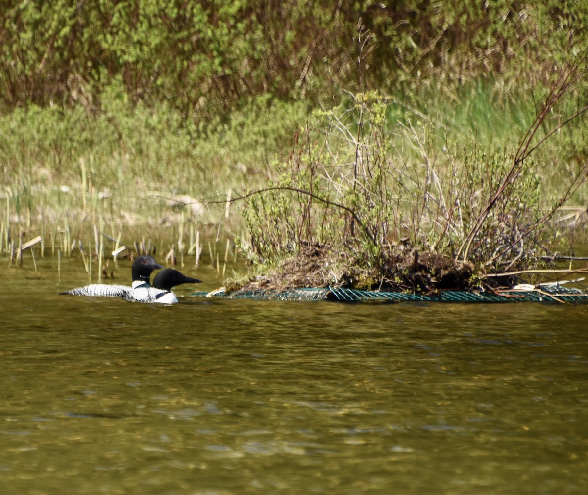 Common Loon - Sarah Cowan