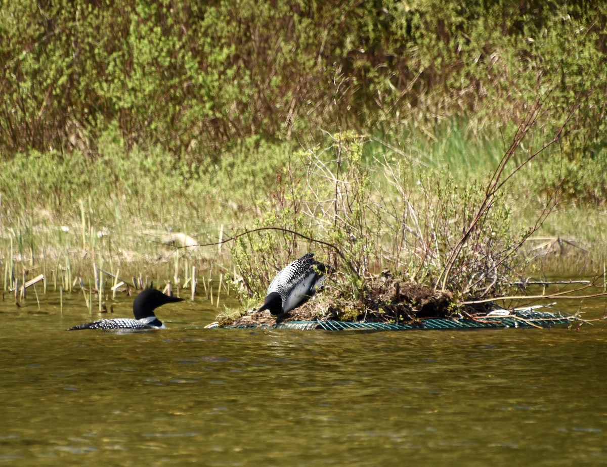 Common Loon - ML579206441