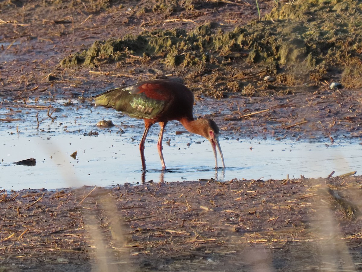 White-faced Ibis - ML579206741