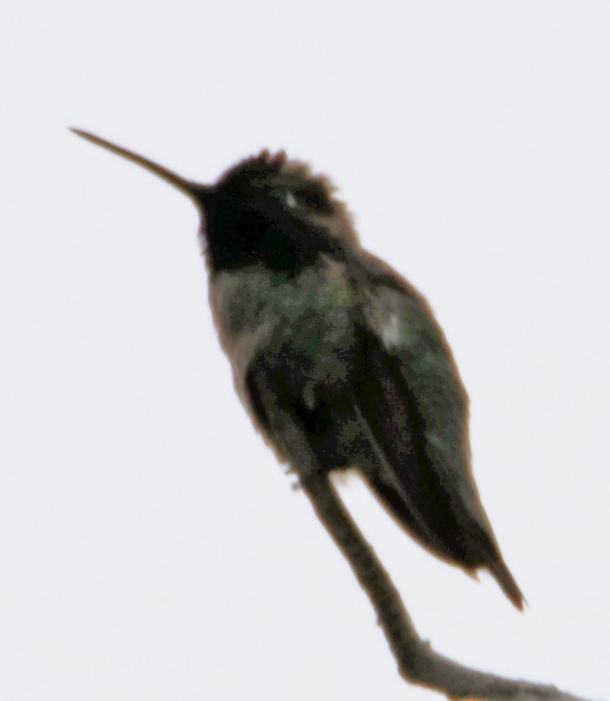 Anna's Hummingbird - ML579207111