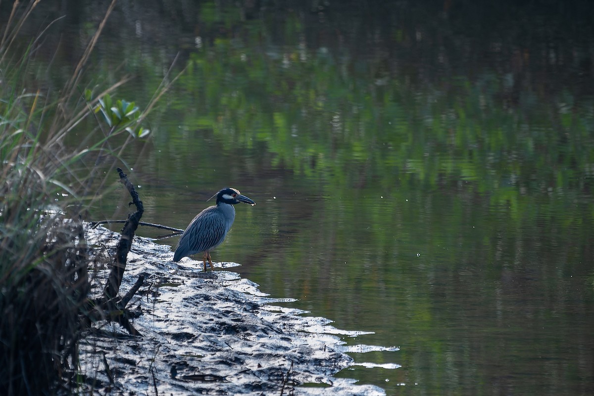 Yellow-crowned Night Heron - LUCIANO BERNARDES