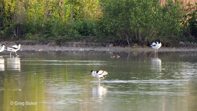 Pied Avocet - ML579207281