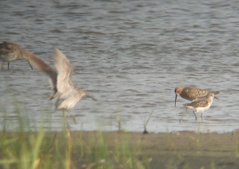 Curlew Sandpiper - Shai Mitra