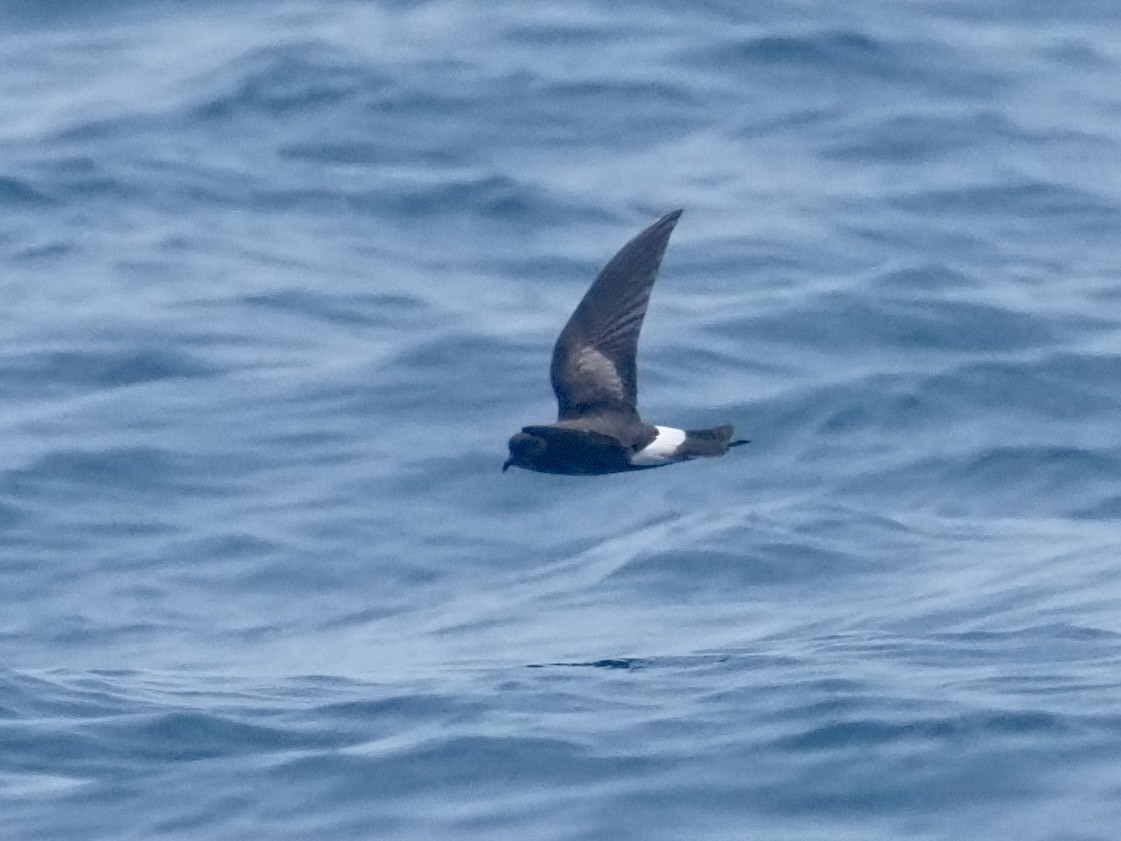 Wilson's Storm-Petrel - Yve Morrell