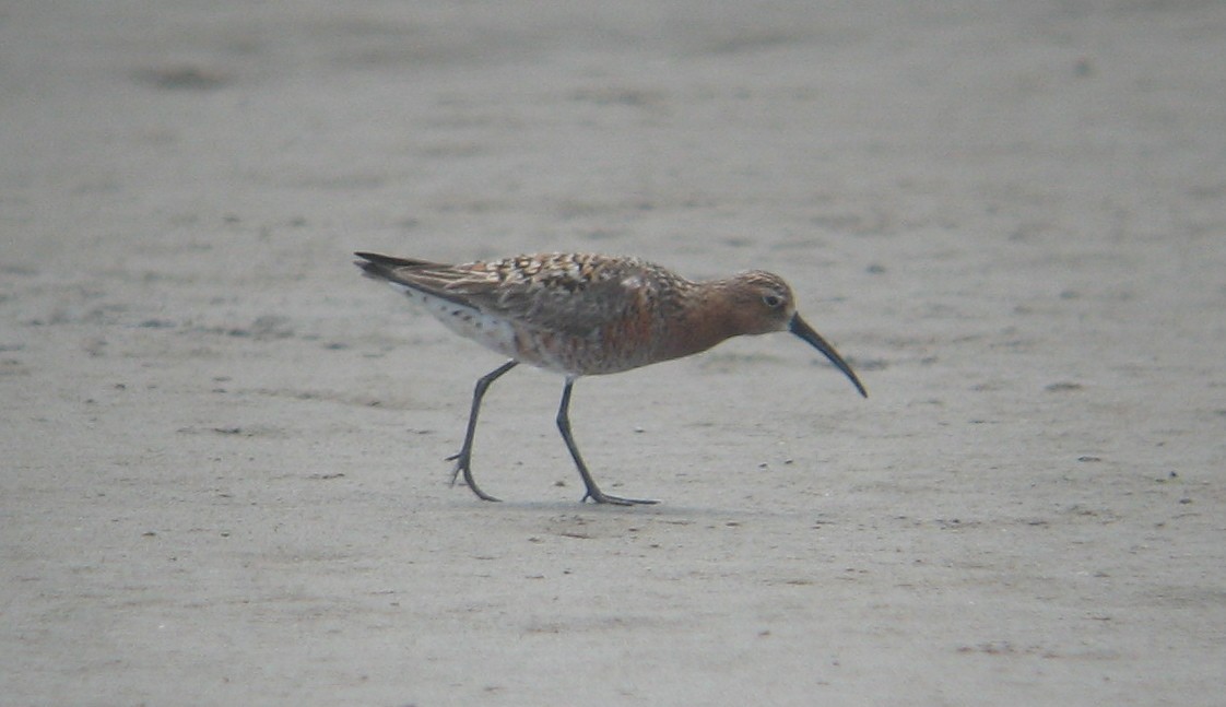 Curlew Sandpiper - ML579209201