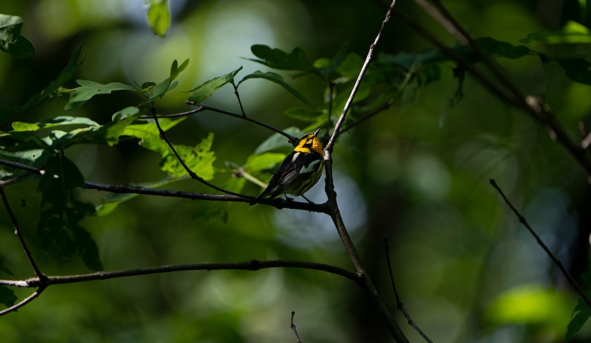 Blackburnian Warbler - ML579210141